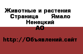  Животные и растения - Страница 29 . Ямало-Ненецкий АО